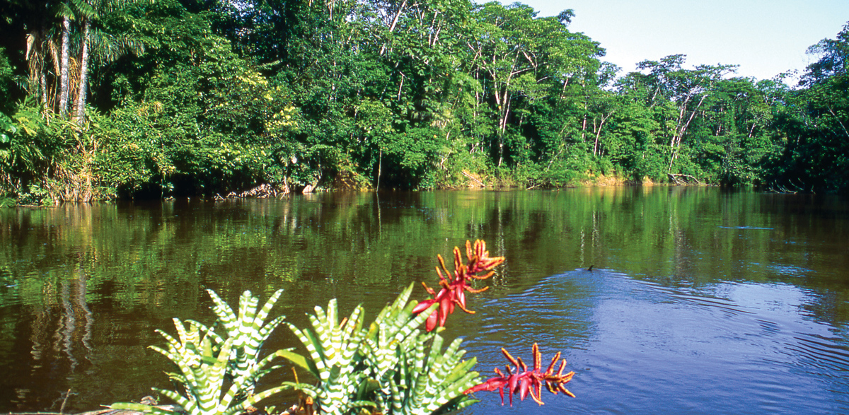 Giữ gìn vẻ đẹp cho những cánh rừng nhiệt đới Amazon (15/6/2017)