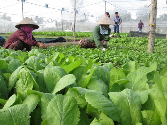 Nông nghiệp Việt Nam trước “bài toán” niềm tin (17/6/2017)