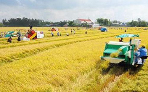 Liên kết nhà nông và doanh nghiệp: Làm giàu từ lúa lai (9/6/2017)