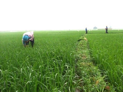 Người kỹ sư bỏ phố về quê làm nông nghiệp: Cung cấp cho xã hội những thực phẩm an toàn (26/6/2017)