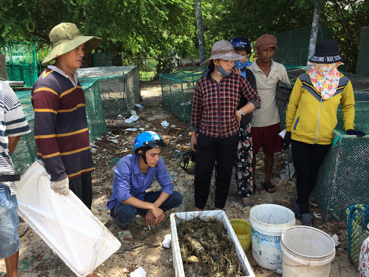 Công bố nguyên nhân hơn 1 triệu 600 nghìn con tôm hùm chết tại các vùng nuôi thuộc vịnh Xuân Đài, thị xã Sông Cầu, tỉnh Phú Yên (6/7/2017)