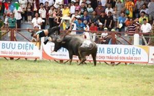 Một người chủ trâu bị trâu húc đến tử vong tại Lễ hội chọi trâu Đồ Sơn 2017 Hải Phòng: Có nên tổ chức lễ hội chọi trâu? (3/7/2017)