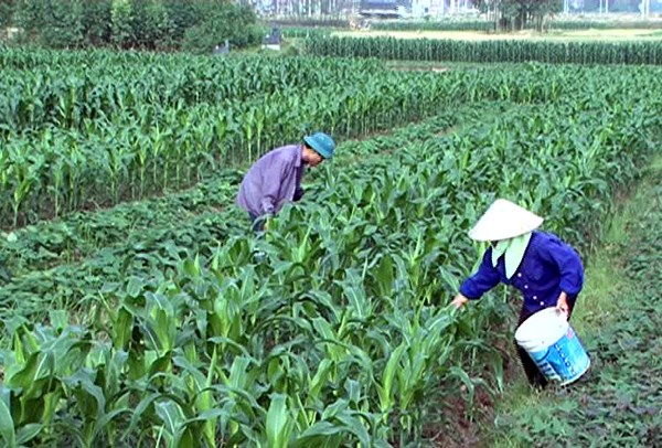 Chuyển đổi đất trồng cây kém hiệu quả sang trồng ngô – Giải pháp thích ứng với biến đổi khí hậu (20/7/2017)