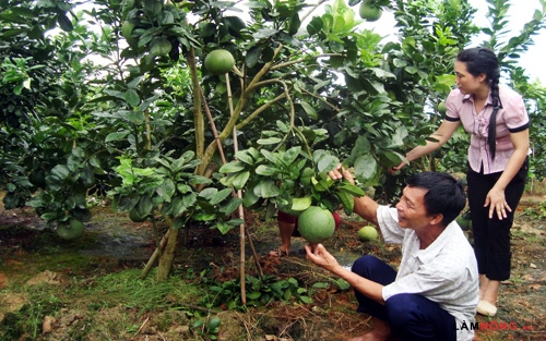 Quản lý sâu bệnh hại trên cây có múi (22/7/2017)