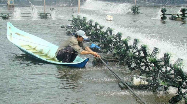 Cà Mau nâng cao chất lượng, hiệu quả và phát triển nghề nuôi tôm bền vững (6/8/2017)