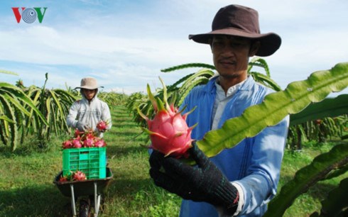 Việt Nam trở thành nước đầu tiên và duy nhất được cấp phép nhập khẩu thanh long tươi vào Australia (Thời sự sáng 28/8/2017)