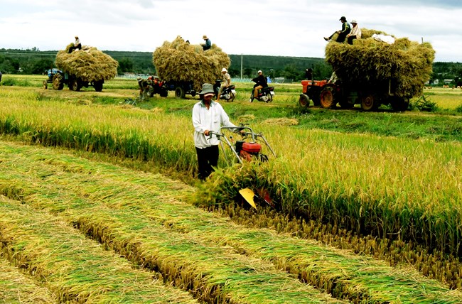 Đồng bằng Sông Cửu Long: Phát triển hợp tác xã kiểu mới, tạo đầu ra bền vững cho nông sản (21/9/2017)