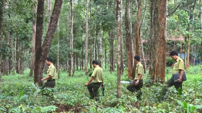 Nâng cao hiệu quả bảo vệ rừng phòng hộ ở nước ta  (15/01/2018)