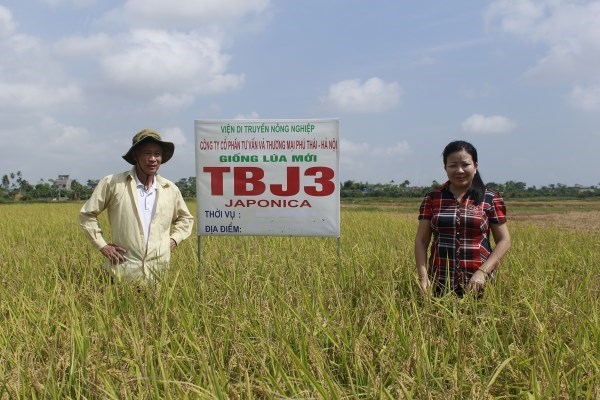 Kỹ thuật trồng và chăm sóc lúa Japonica chất lượng cao  (10/01/2018)