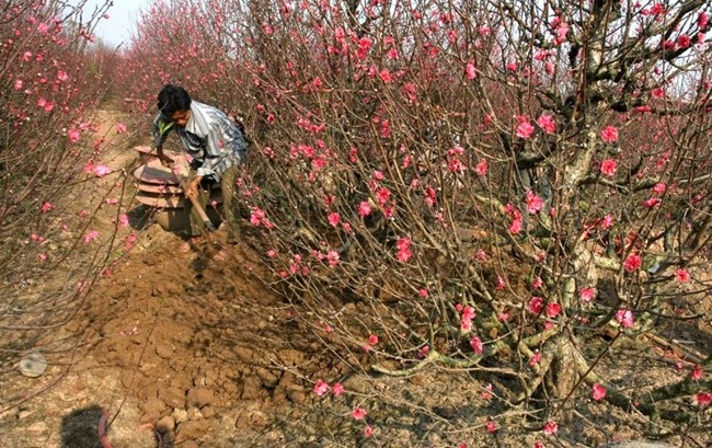 Kỹ thuật chăm sóc và điều khiển hoa đào, hoa hồng nở đúng dịp Tết  (24/01/2018)