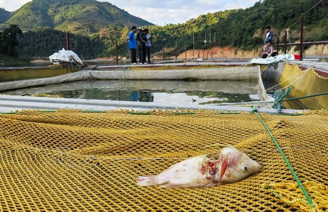 Điện Biên di chuyển gấp các bè nuôi cá lồng sau sự cố vỡ bể chứa chất thải nhà máy sắn  (18/01/2018)