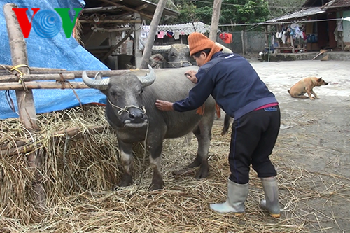 Điện Biên chủ động phòng chống đói, rét cho gia súc (20/1/2018)