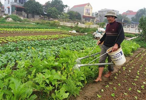 Việt Yên, Bắc Giang: Rau vụ đông được mùa, được giá  (24/01/2018)