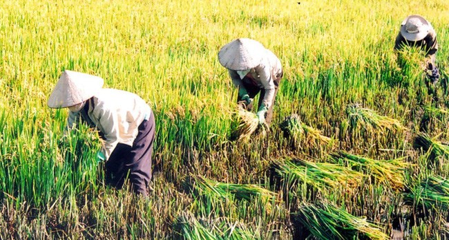 An ninh lương thực và thu nhập người trồng lúa (16/10/2018)