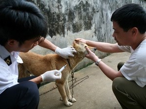 Cảnh báo mối nguy từ bệnh dại (8/10/2018)