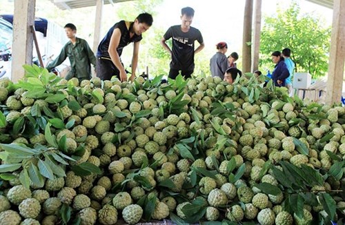 Kết nối hợp tác, mở rộng thị trường tiêu thụ cho nông sản Lạng Sơn (9/11/2018)