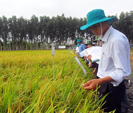 Giải pháp để phát triển ổn định, bền vững các loại lúa chất lượng, đặc sản (20/11/2018)