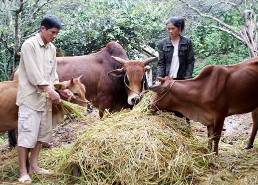 Tĩnh Gia, Thanh Hóa: Nhiều hộ gia đình phát huy lợi thế địa phương để thoát nghèo (20/11/2018)