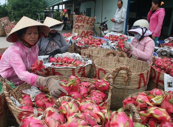 Trái cây và câu chuyện tái cơ cấu (16/11/2018)