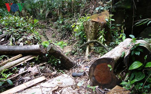 Các Ban quản lý đang giữ rừng hay xâm chiếm đất rừng, tham nhũng chính sách bảo vệ rừng? (7/11/2018)