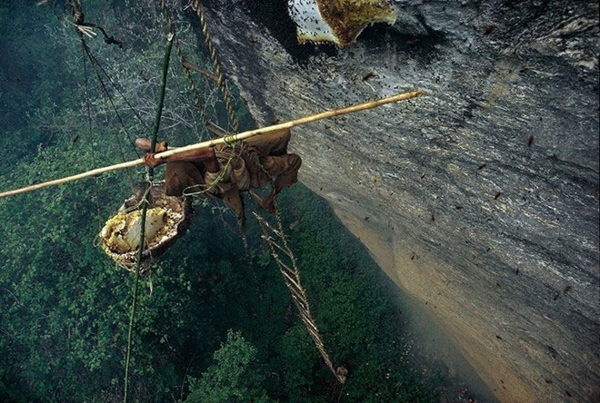 Săn ong lấy mật, nghề nguy hiểm ở Nepal (17/12/2018)