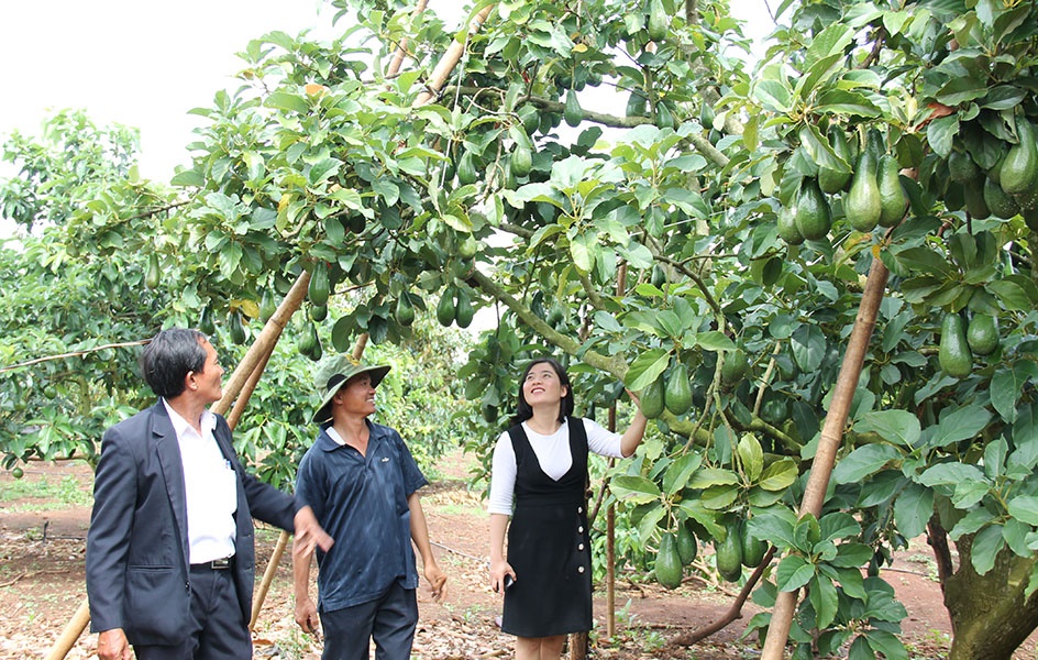 Tây  Nguyên: Bơ trái vụ cho giá trị kinh tế cao (23/12/2018)