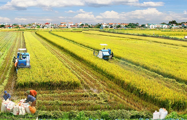 Loạt bài: Liên kết: Động lực cho nông nghiệp bứt phá. Bài 1: Đổi thay từ những cánh đồng (28/12/2018)