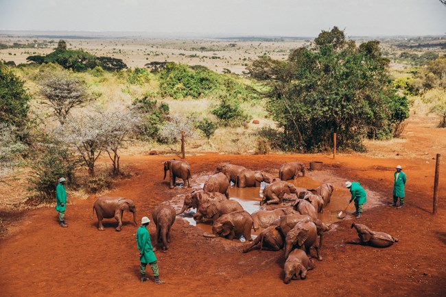 Trại voi ở đất nước Kenya dành cho những chú voi con mất cha mẹ. (02/02/2018)