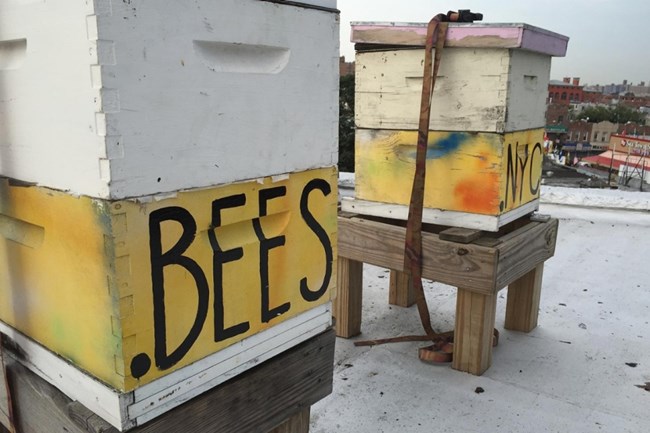 Phong trào nuôi ong lấy mật ở New York (14/02/2018)
