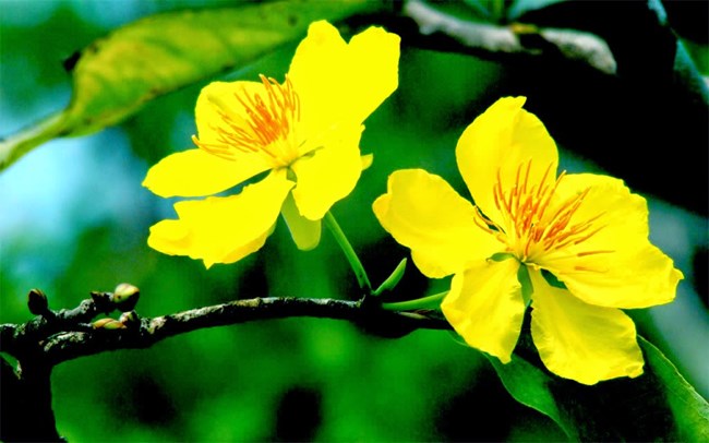 Hoa mai là biểu tượng của sự giàu sang và hạnh phúc trong văn hóa Việt Nam. Hãy chiêm ngưỡng vẻ đẹp tuyệt vời của hoa mai trong hình ảnh, nơi những cánh hoa sáng chói toả sức sống và niềm vui.
