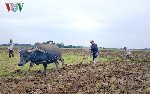 Không khí ra quân sản xuất đầu năm diễn ra sôi động trong cả nước (Thời sự sáng 19/02/2018)