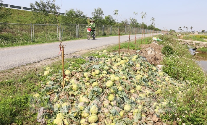 Giá su hào giảm và bài học sản xuất theo phong trào (15/3/2018)