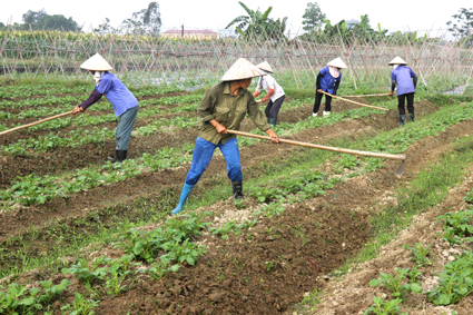 Huyện Việt Yên, tỉnh Bắc Giang- tích tụ ruộng đất, tăng hiệu quả sản xuất  (09/03/2018)