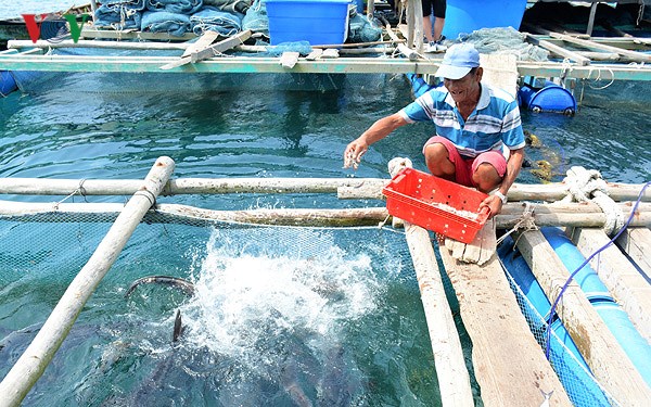 Để phát triển nuôi cá lồng xứng với tiềm năng (12/3/2018)