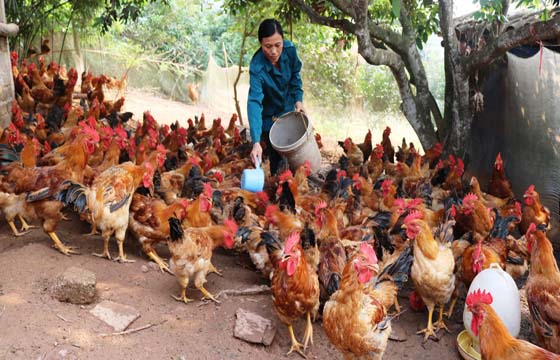 Nâng cao hiệu quả chăn nuôi gà vườn đồi (29/4/2018)
