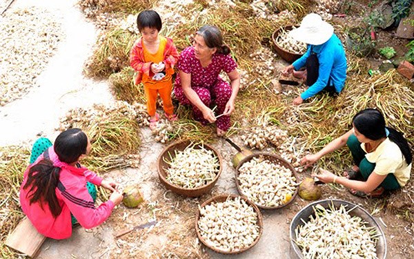 Bảo vệ thương hiệu tỏi Lý Sơn: Không nên chỉ lo “phần ngọn” (2/4/2018)