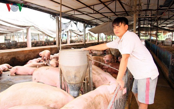 Giá lợn tăng trở lại, người chăn nuôi cũng không mặn mà tái đàn (27/4/2018)