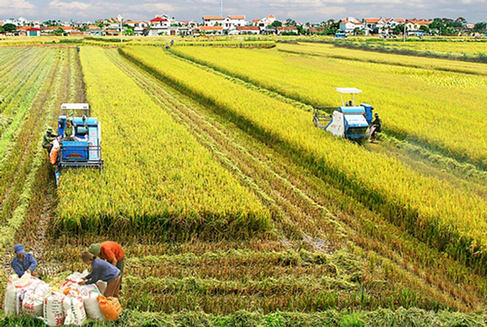 Vĩnh Phúc với chủ trương tích tụ đất đai phát triển nông nghiệp hàng hóa (5/6/2018)