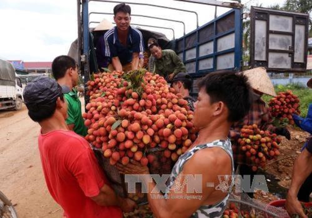 Bắc Giang: Tưng bừng vụ vải (18/6/2018)