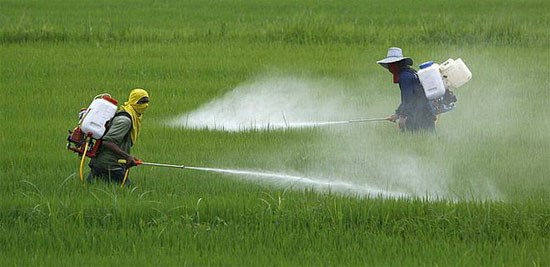 Lãng phí tiền tỷ vào đồng ruộng (2/6/2018)