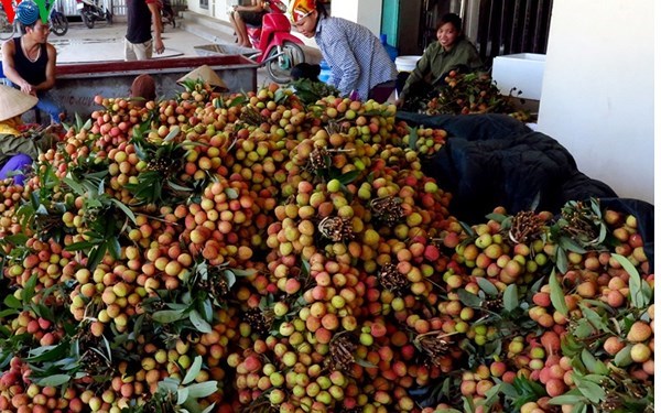 Vải thiều Bắc Giang đã có mặt ở hơn 30 nước trên thế giới (Thời sự trưa 26/6/2018)