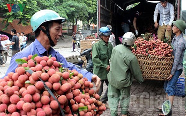 Vụ vải thiều 2018 và câu chuyện tiêu thụ nông sản (9/6/2018)