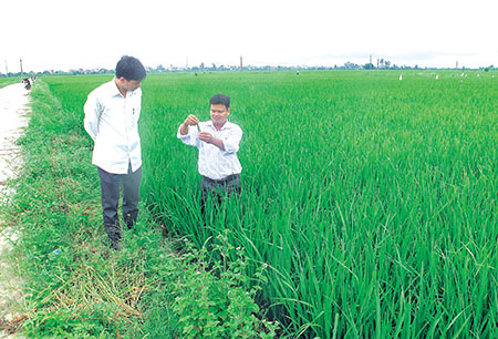 Chăm sóc, bảo vệ lúa mùa trong thời gian nắng nóng cao điểm (6/7/2018)