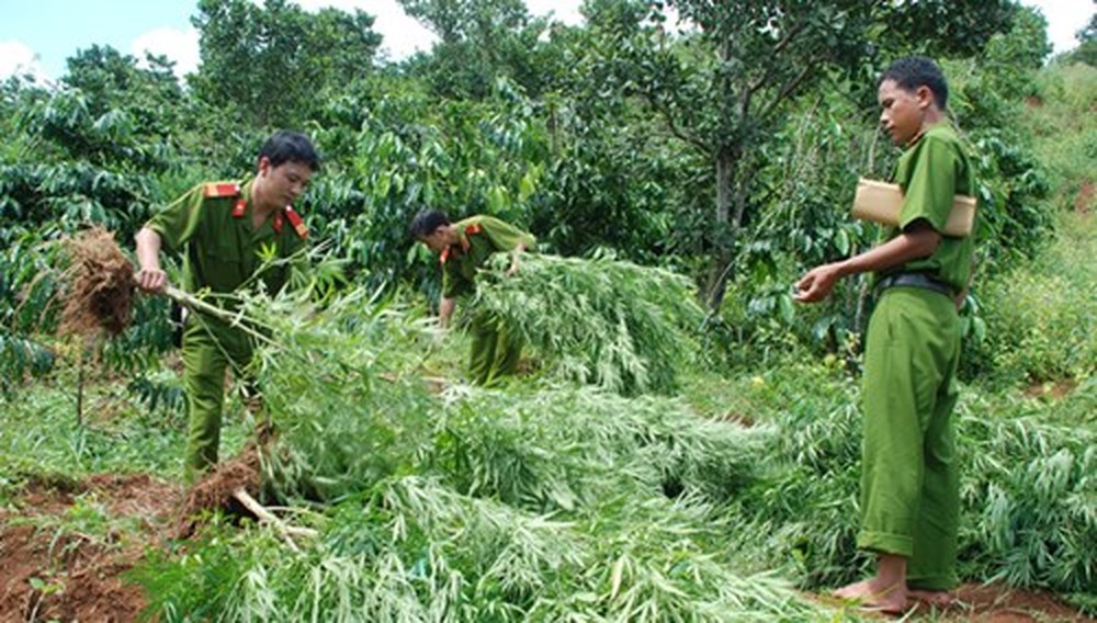 Đắk Lắk cảnh giác với chiêu thuê đất để trồng cần sa (31/8/2018)