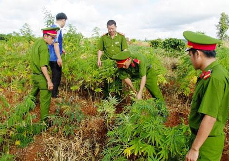 Đắc Lắc: Cảnh giác với chiêu thuê đất để trồng cần sa (17/8/2018)