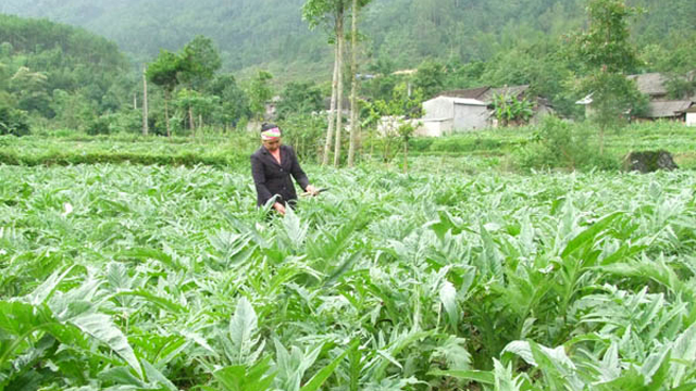 Phát triển ngành dược liệu bền vững (15/9/2018)