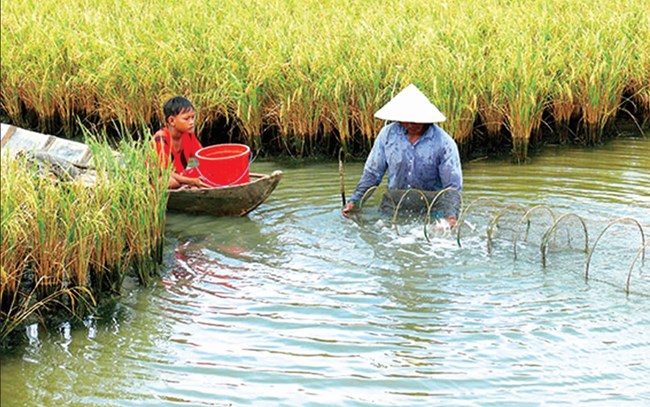 Gỡ khó cho mô hình tôm lúa ở đồng bằng sông Cửu Long (21/9/2018)