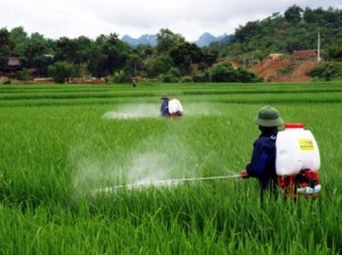 Thuốc Bảo vệ thực vật trong sản xuất nông nghiệp: lạm dụng và khó kiểm soát (20/9/2018)