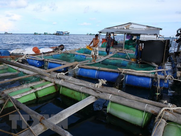 Kiên Giang phát triển nuôi cá lồng bè cải thiện đời sống người dân biển (17/9/2018)