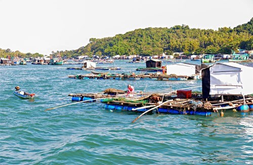 Ngư dân Tây Nam đã biết vươn lên làm giàu từ nuôi cá lồng bè (13/1/2019)